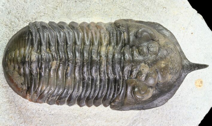 Bargain, Morocconites Trilobite - Ofaten, Morocco #77626